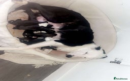 Border Collie dogs for sale: Collie puppies for sale - Image 6