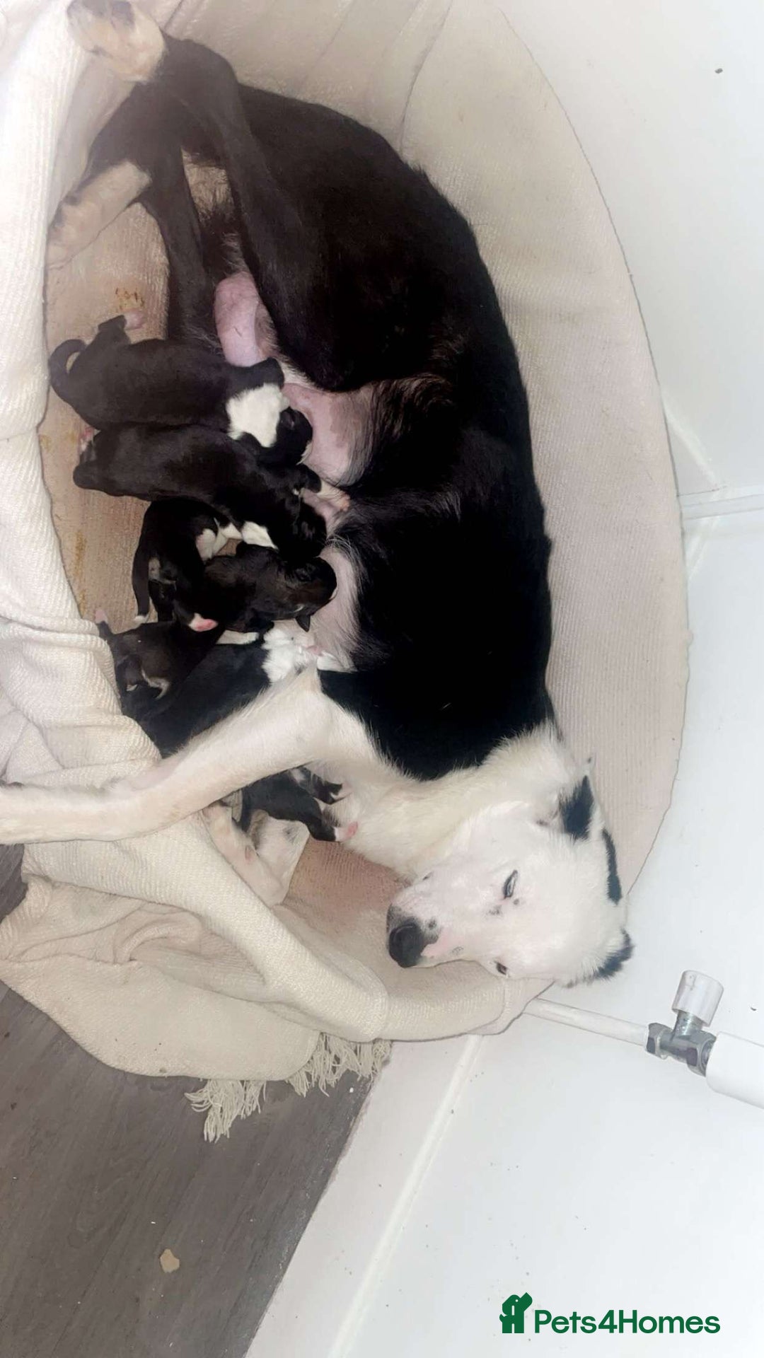 Border Collie dogs for sale: Collie puppies for sale - Image 6