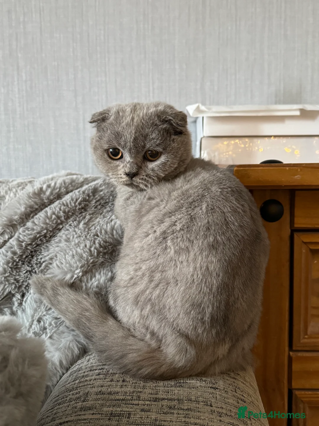 British Shorthair cats for sale: 1 left - Scottish Fold Blue Male Kitten - Advert 5