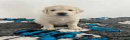 Golden Retriever dogs for sale: RKC registered golden retriever puppies  in Yeovil - Advert 3