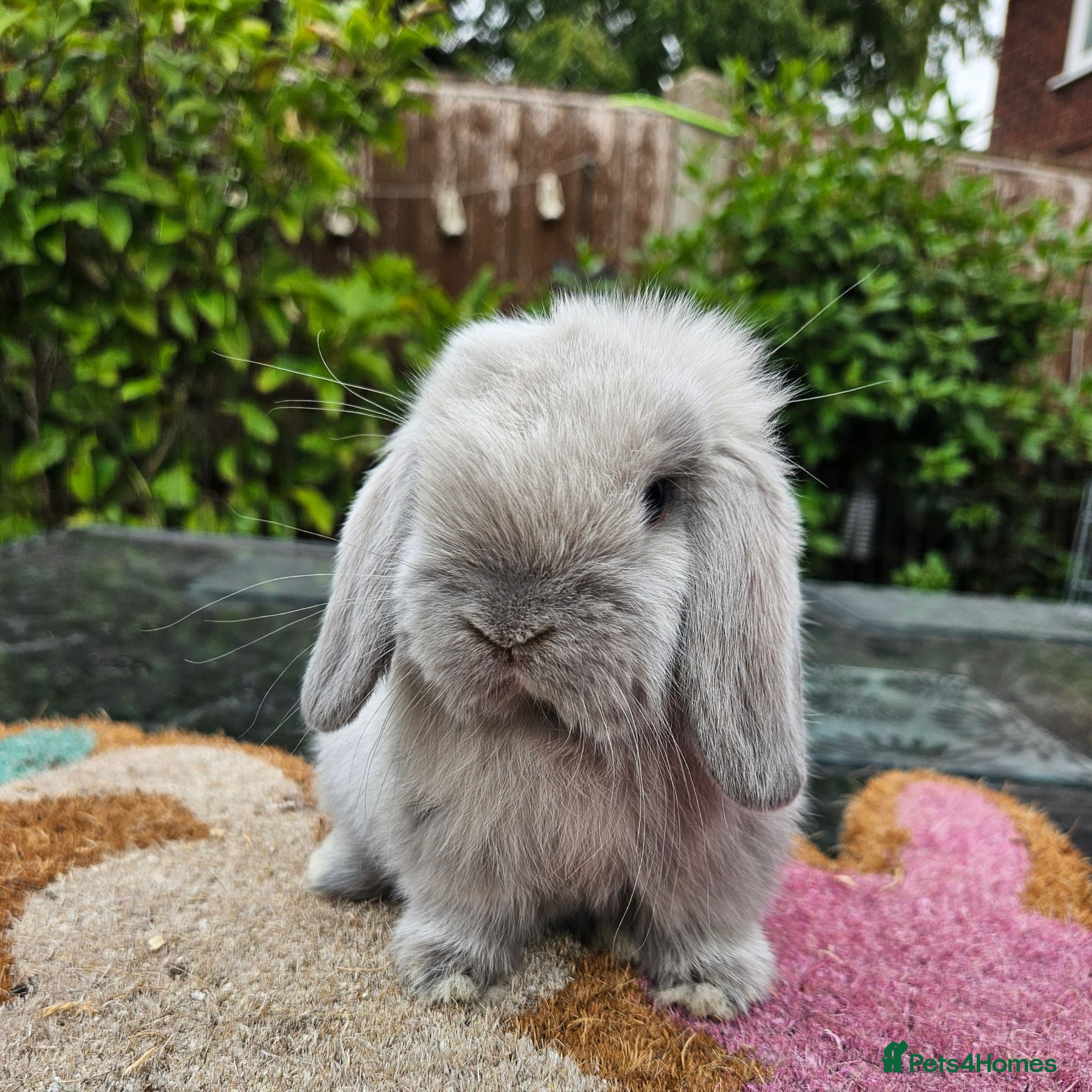 Mini Lop rabbits  baby mini lops  - Advert 23