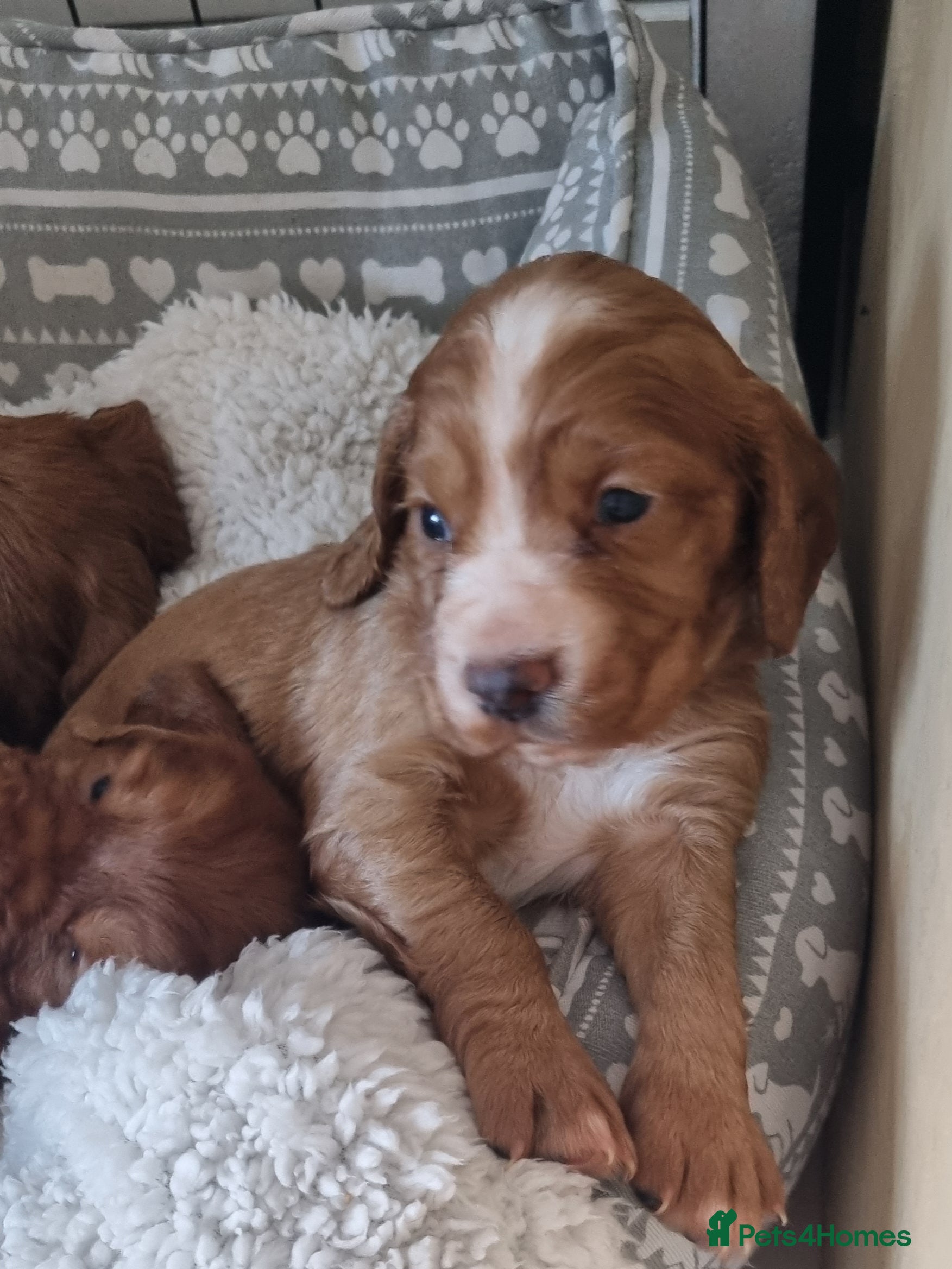 Cocker Spaniel dogs Adorable cocker spaniel puppies - Advert 1