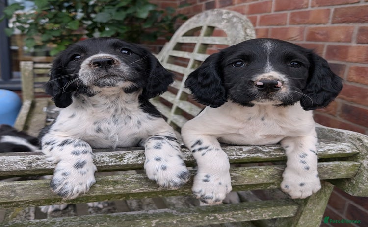 English Springer Spaniel dogs - Advert 1