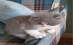 British Shorthair cats for sale: Gorgeous British short-hair kittens  - Image 15