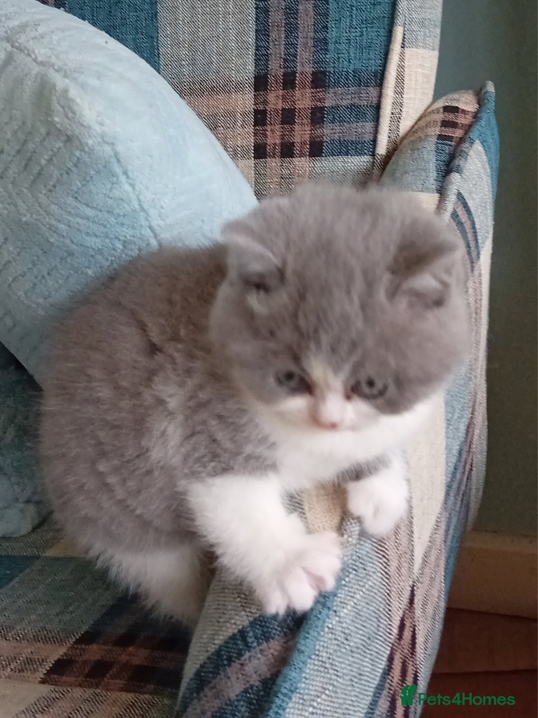 British Shorthair cats for sale: Gorgeous British short-hair kittens  - Image 15