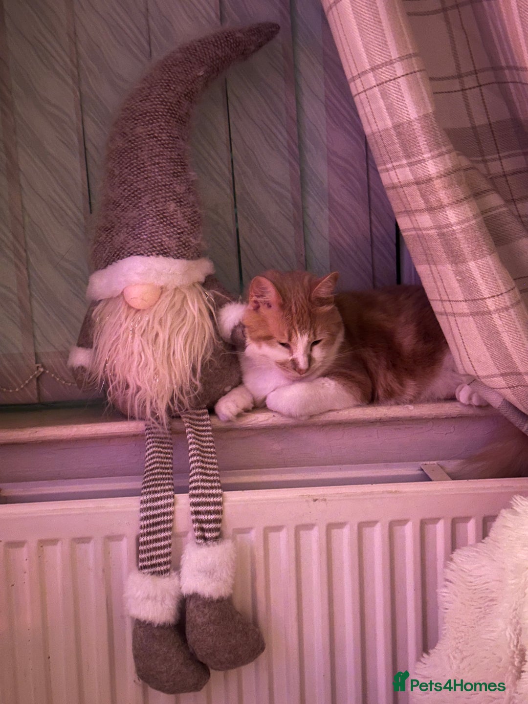 Mixed Breed cats for sale: Beautiful and affectionate 1 year old male - Advert 11