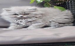 British Longhair cats for sale: GCCF  Show Quality Champion! - Image 8