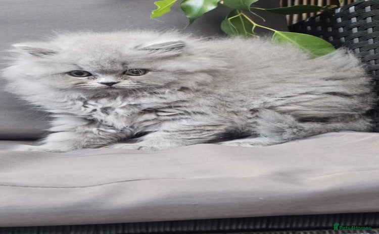 British Longhair cats - Advert 4