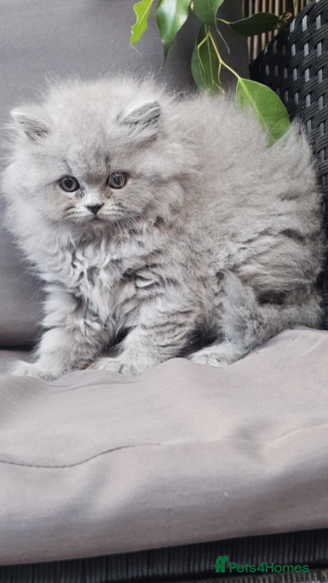 British Longhair cats for sale: GCCF  Show Quality Champion! - Image 8