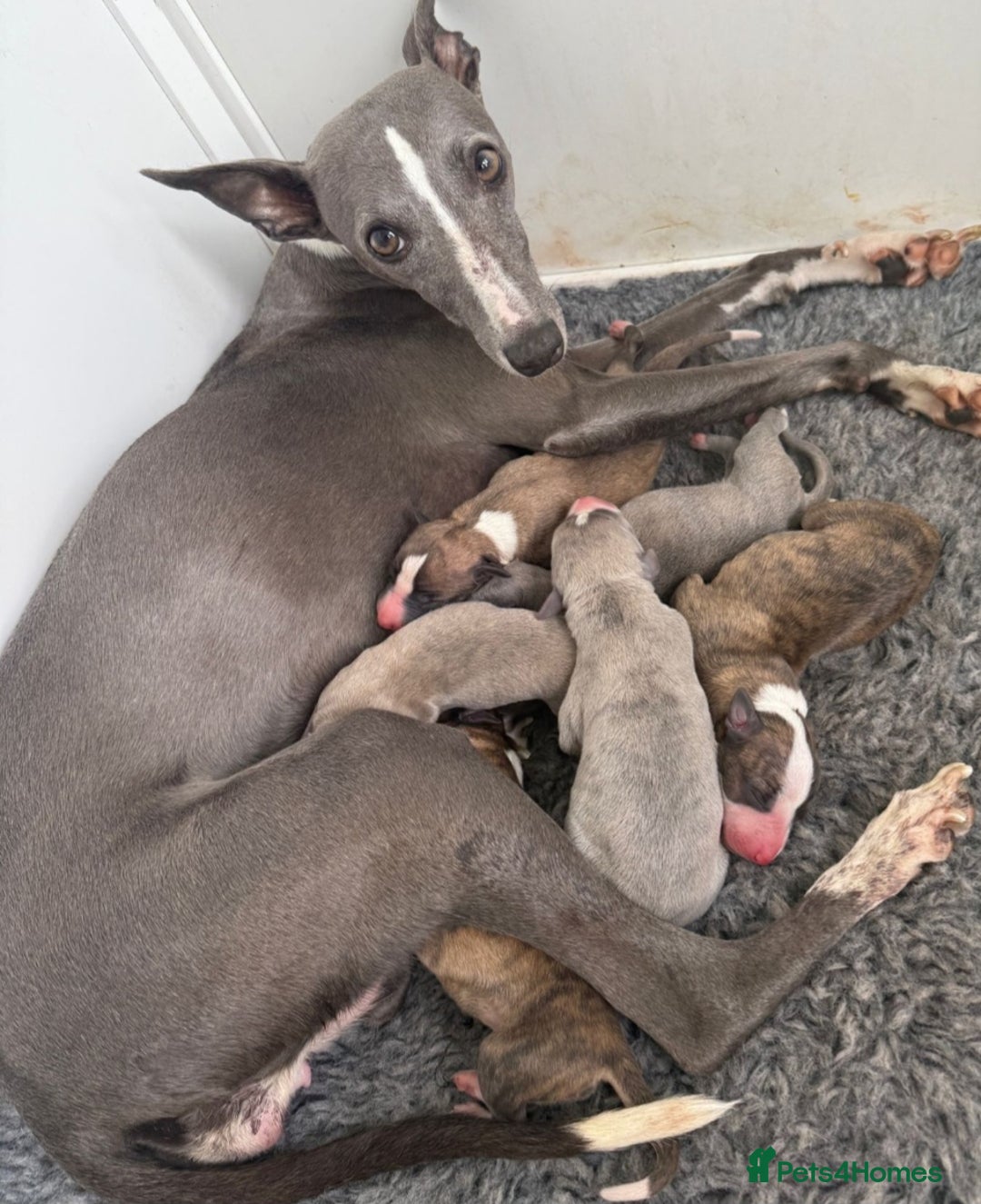 Whippet dogs for sale: Kennel club 6m old female whippet,HALO - Advert 16