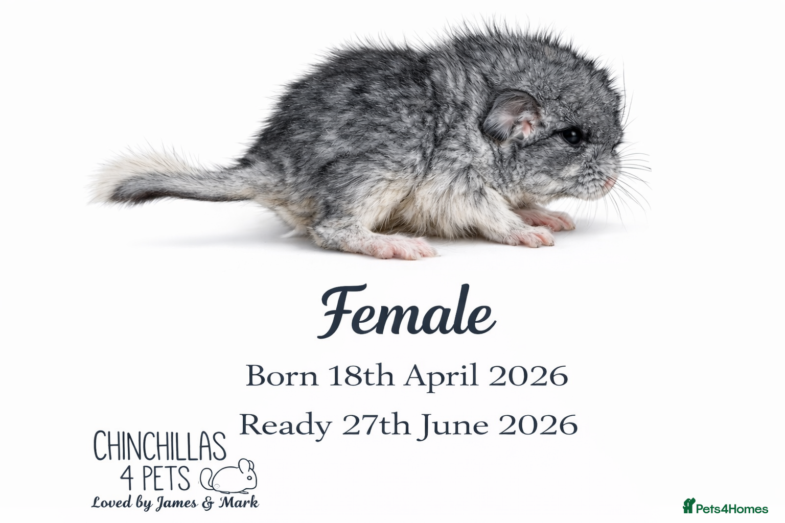 Chinchilla rodents Chinchilla Kits For Sale  - Advert 1