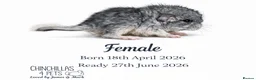 Chinchilla rodents for sale: Chinchilla Kits For Sale  - Advert 1