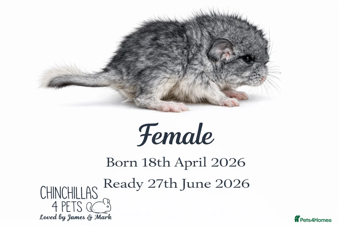 Chinchilla rodents for sale: Chinchilla Kits For Sale  - Advert 1