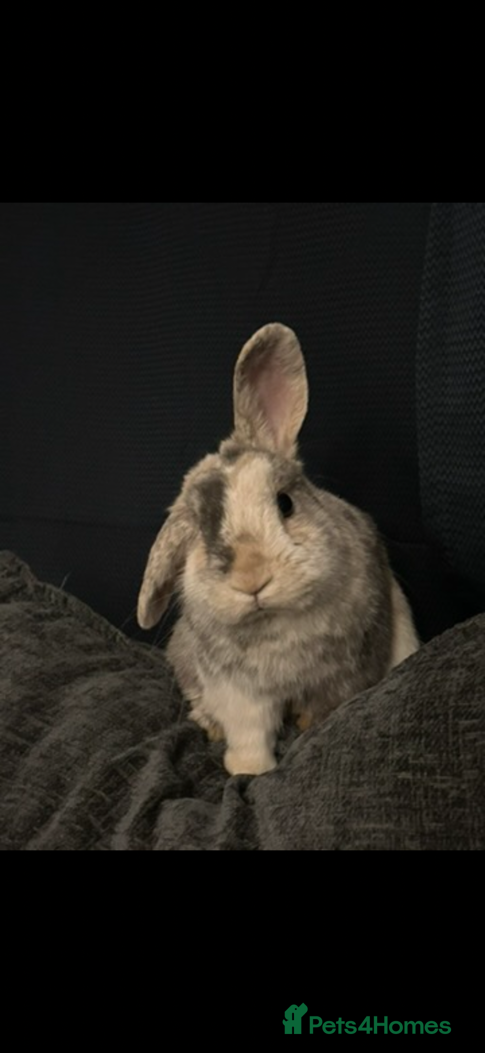 Mixed Breed rabbits 2.5 year old male harlequin lop bunny  - Advert 1