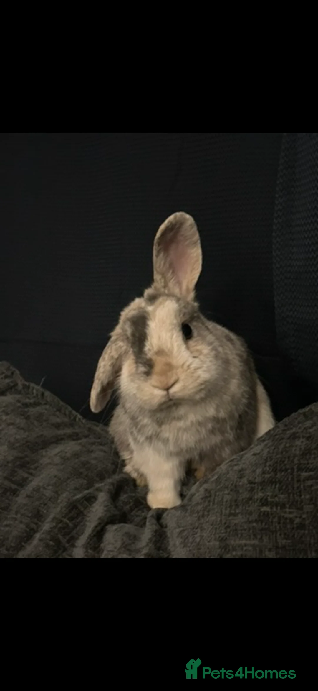 Mixed Breed rabbits for sale: 2.5 year old male harlequin lop bunny  in Melton Mowbray - Advert 1