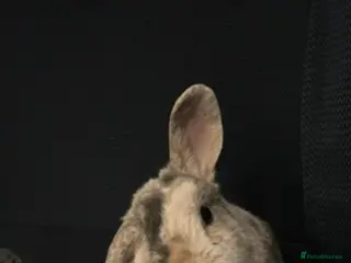 Mixed Breed rabbits 2.5 year old male harlequin lop bunny - Advert 15