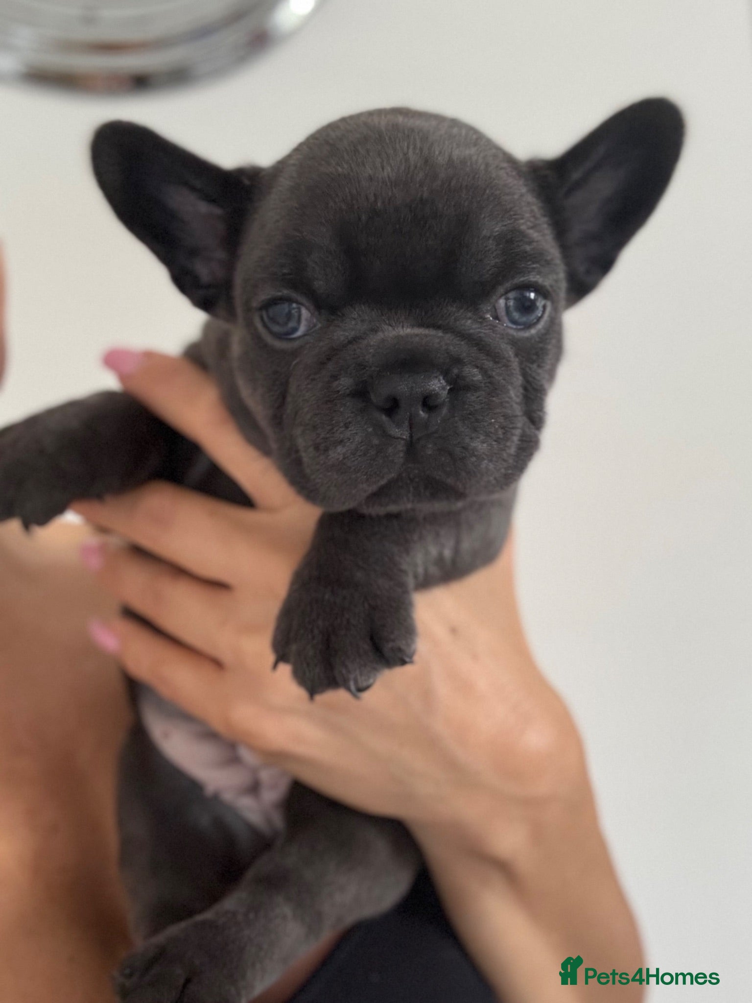 French Bulldog dogs Outstanding French Bulldog puppies  - Advert 1