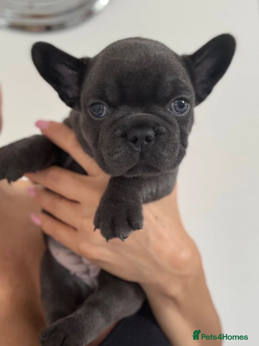 French Bulldog dogs for sale: Outstanding French Bulldog puppies  - Advert 2