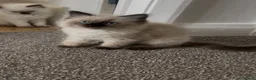 Ragdoll cats for sale: Beautiful Ragdolls  - Advert 6