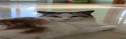 Ragdoll cats for sale: Two Ragdolls for Rehoming in Ilford - Advert 5