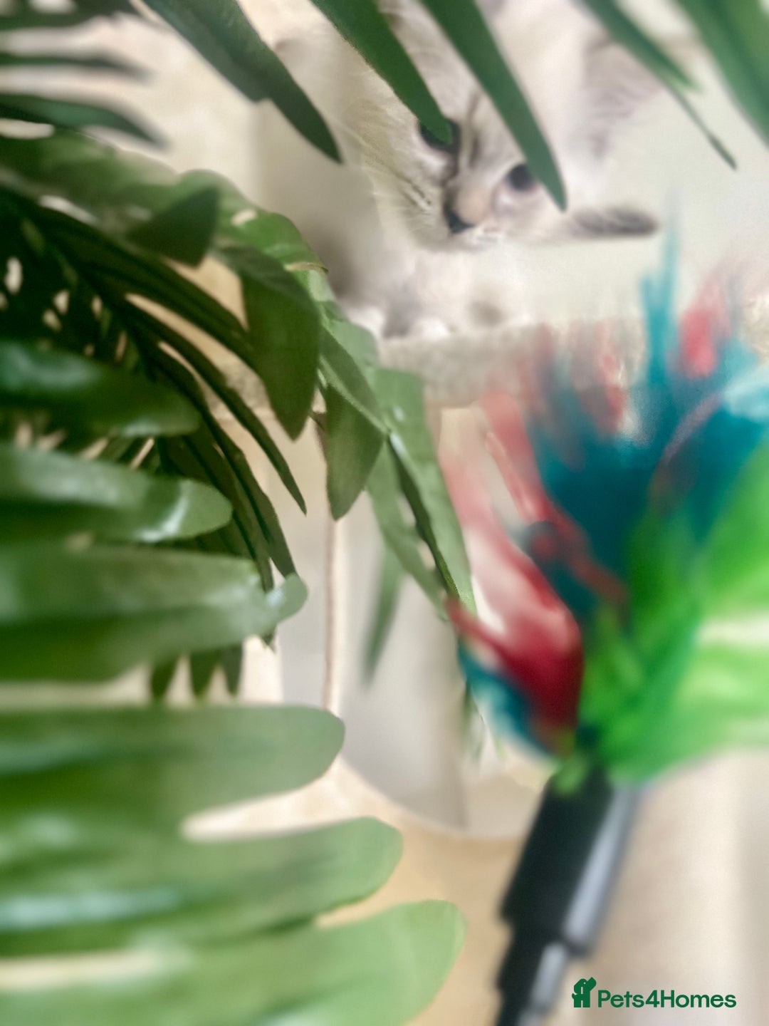 Siberian cats for sale: Hypoallergenic Female Siberian Blue eyes Neva - Advert 14