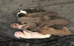 Mixed Breed dogs for sale: Incredible bulldog x FOR-SALE  - Image 2