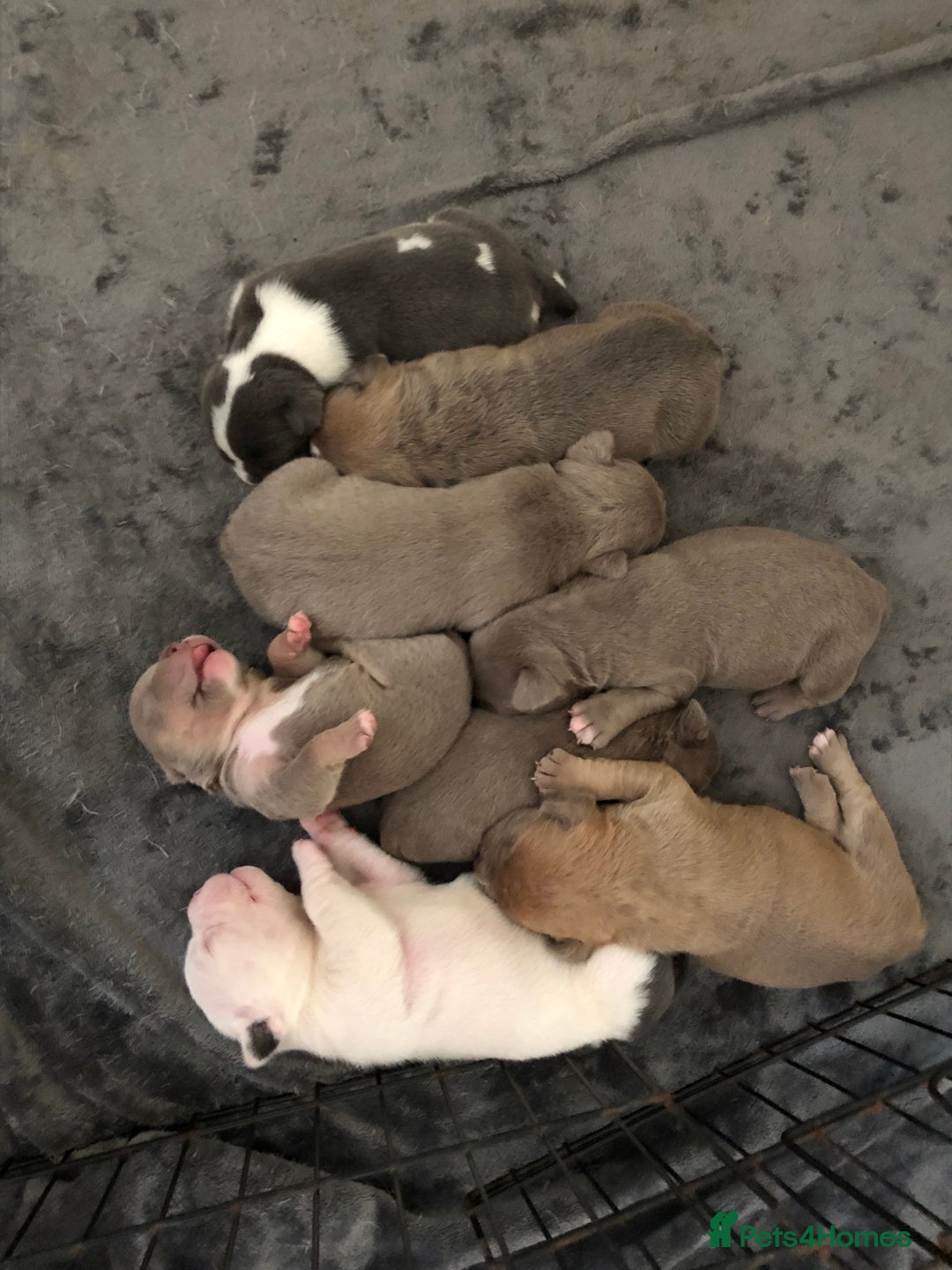 Mixed Breed dogs for sale: Incredible bulldog x FOR-SALE  - Image 2
