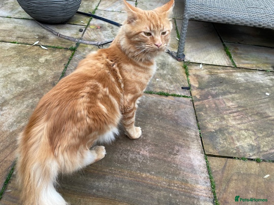 Maine Coon cats for sale: PURE BREED MAINE COON BOY - Advert 4