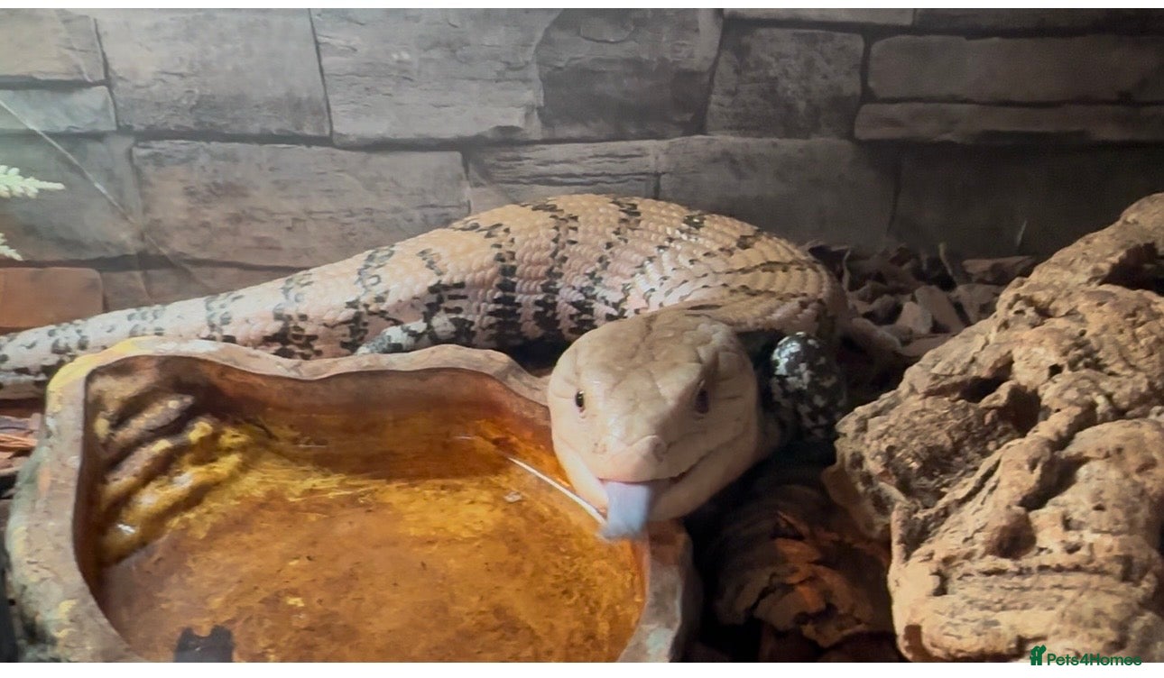 Skink reptiles for sale: Blue tounge skink - Advert 1