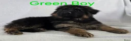 German Shepherd dogs for sale: Gorgeous German Shepherd Puppies For Sale - Advert 13