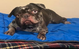 French Bulldog dogs for sale: Beautiful chocolate Merle girl  - Image 11