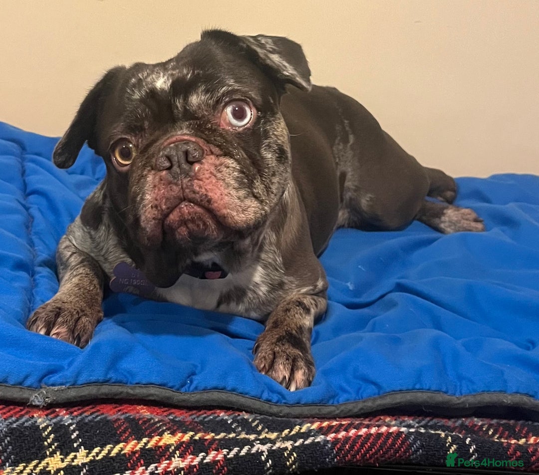 French Bulldog dogs for sale: Beautiful chocolate Merle girl  - Image 11