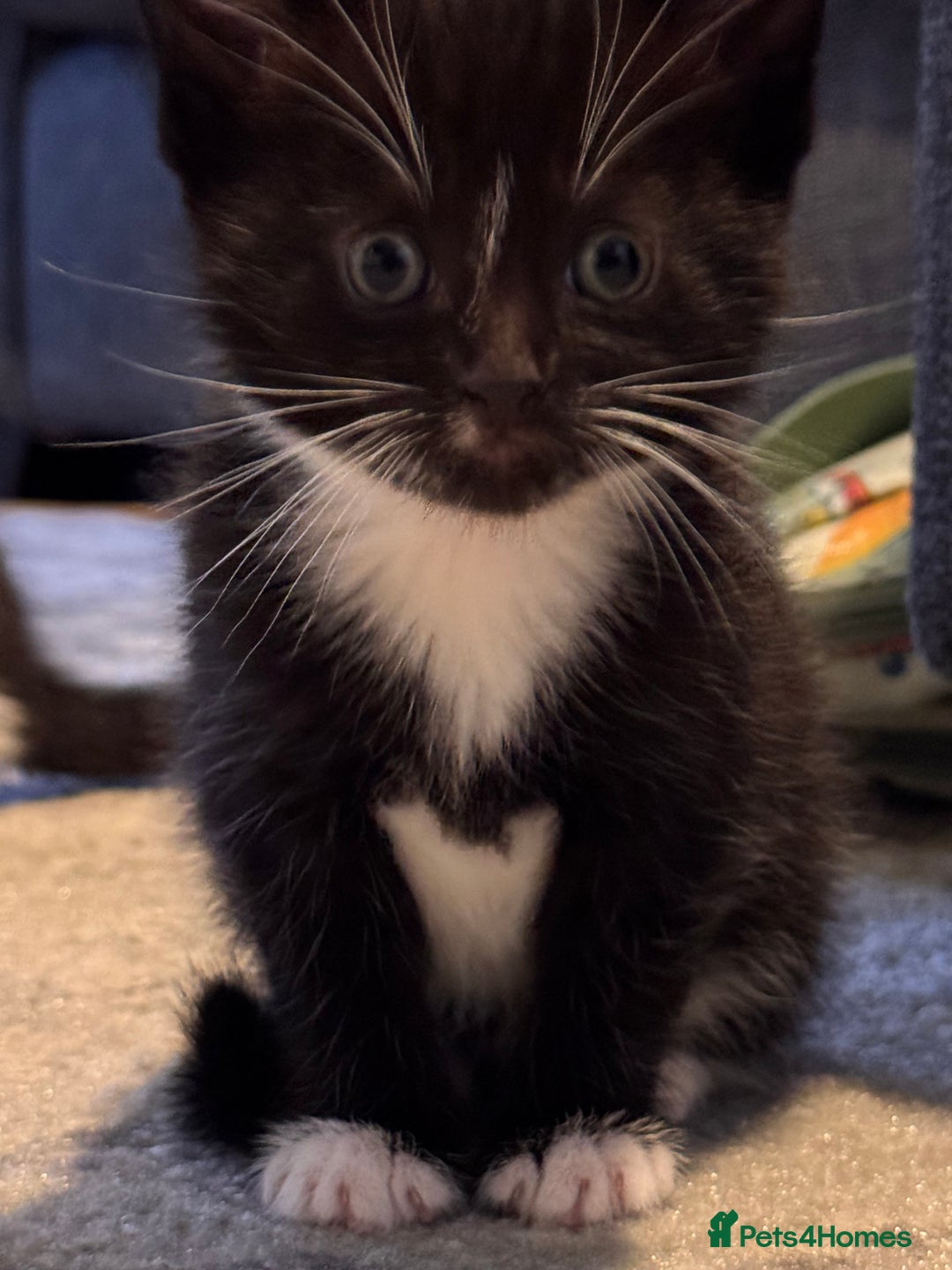 Mixed Breed cats for sale: 4 adorable kittens looking for a new home - Image 8
