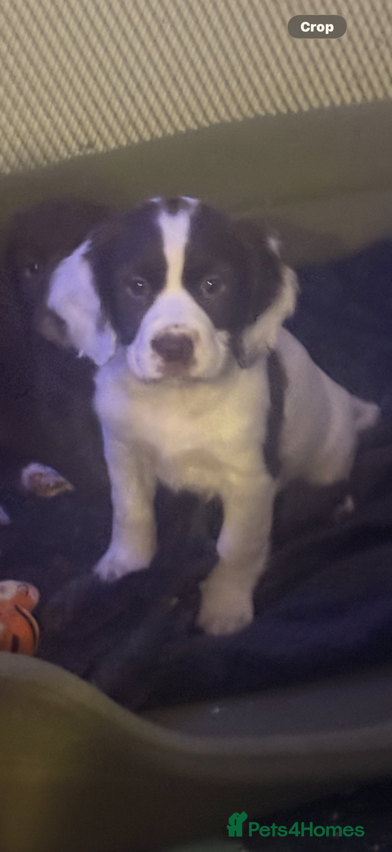 Sprocker dogs Stunning Sprocker girls  - Advert 1