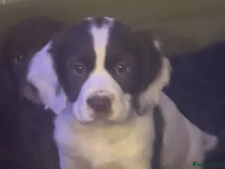 Sprocker dogs Stunning Sprocker girls - Advert 1