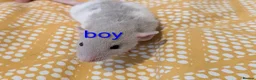 Rat rodents for sale: Baby Dumbo/rex rats, very sweet natured - Advert 8