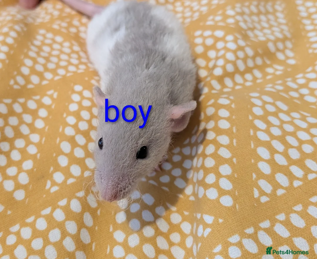Rat rodents for sale: Baby Dumbo/rex rats, very sweet natured - Advert 8
