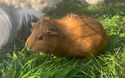Guinea Pig rodents for sale: Guinea pigs looking for new homes  - Image 7