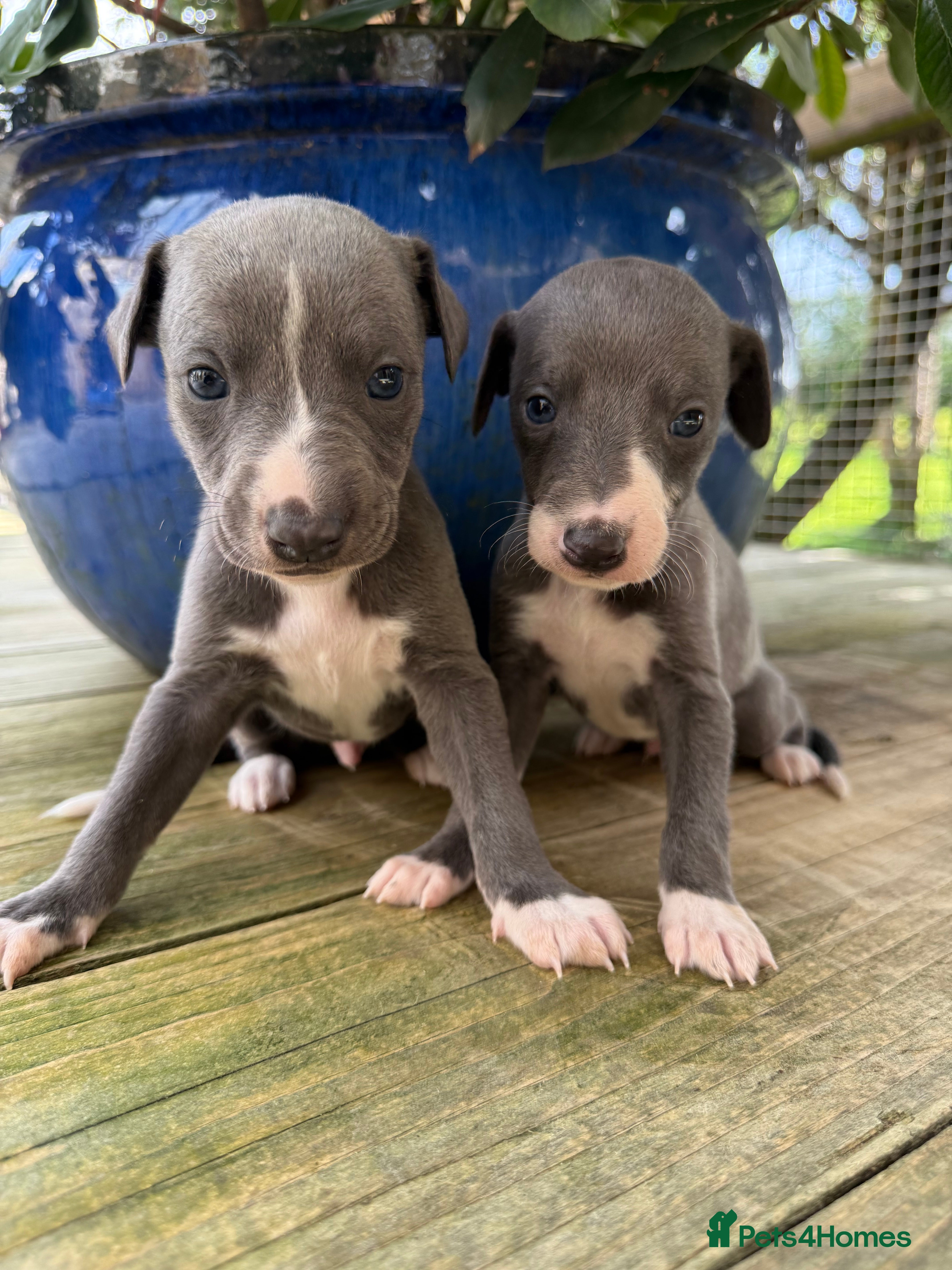 Whippet dogs Stunning  Blue Whippet puppies. - Advert 2