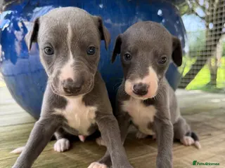 Whippet dogs Stunning Blue Whippet puppies. - Advert 2