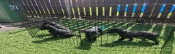 Borador dogs for sale: 2 10 week old Collie Labradour cross girls - Advert 18