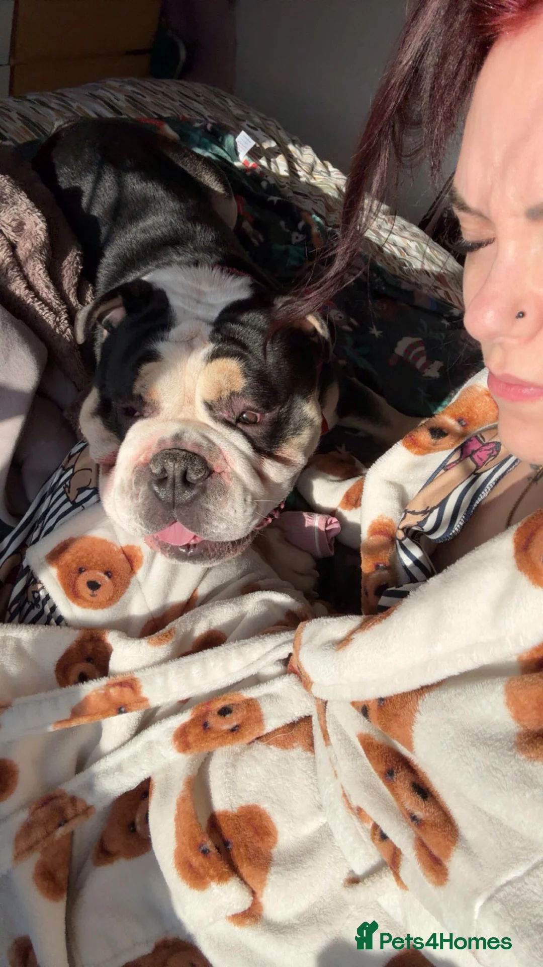 Olde English Bulldogge dogs for sale: Enzo - Olde English Bulldog - Advert 3