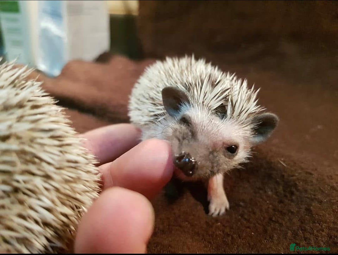 Pygmy Hedgehog rodents for sale: Beautiful African Pygmy Hedgehog Hoglets - Image 4