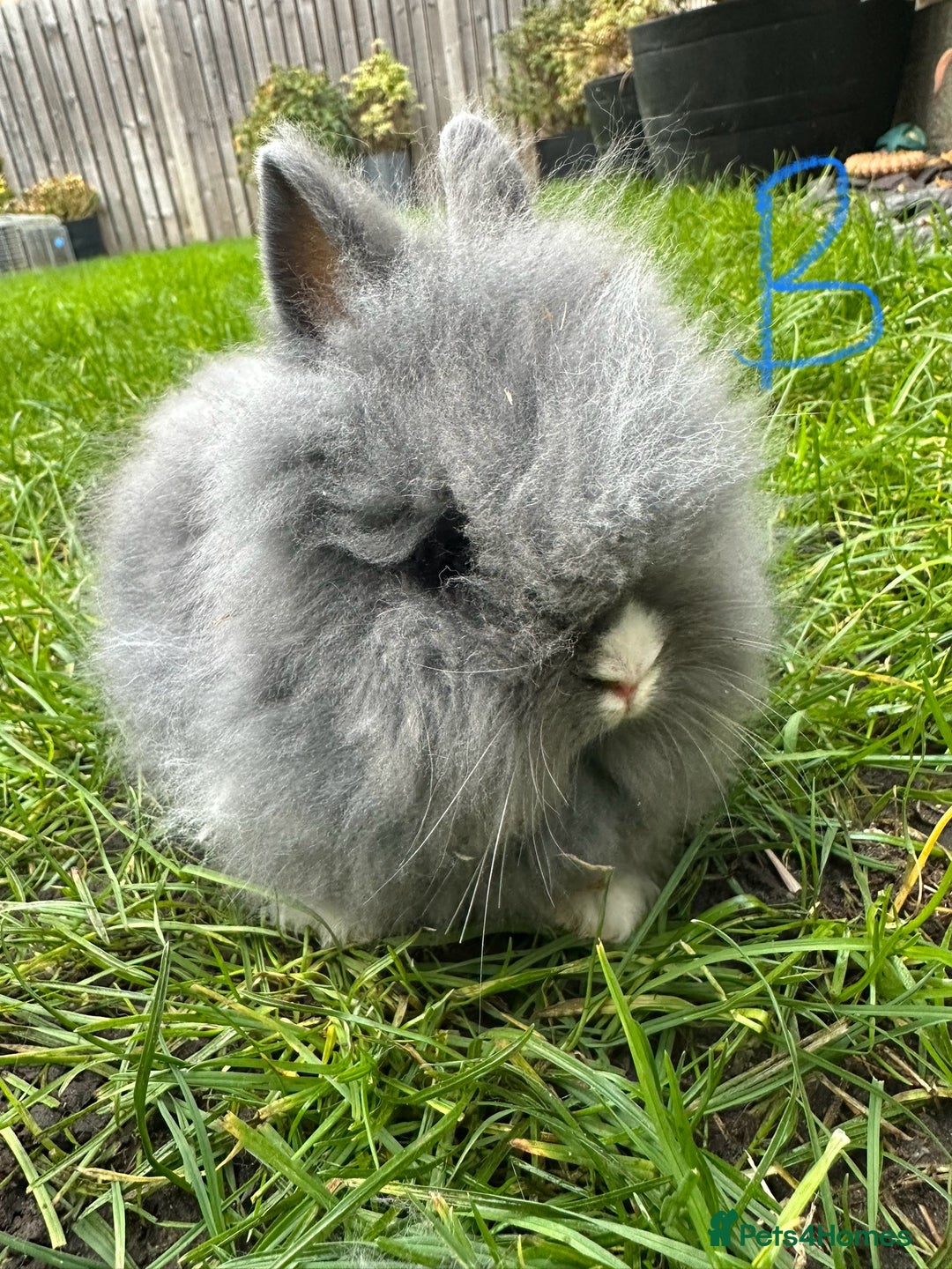 Lionhead rabbits for sale: Lionhead Rabbits For Sale  - Advert 8
