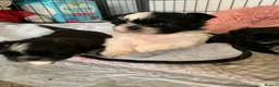 Shih Tzu dogs for sale: Shih Tzu puppies available - Advert 10