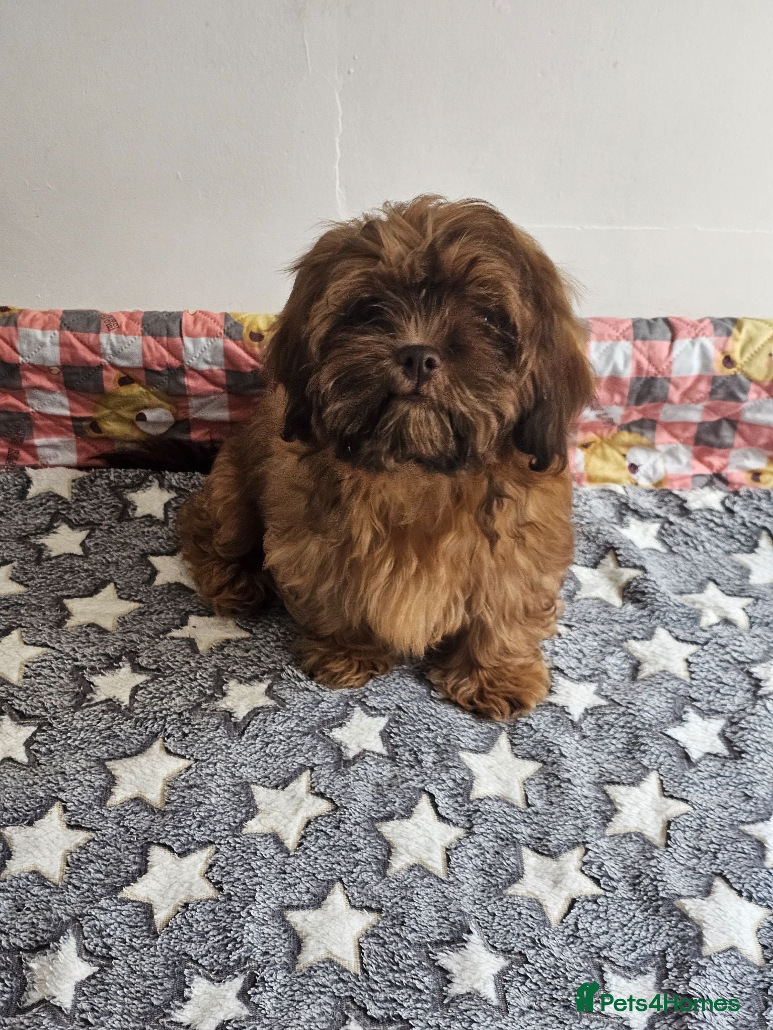 Shih Tzu dogs Chocolate/ Liver Shih Tzu Puppies - Advert 1