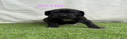 Great Dane dogs for sale: Chunky Great Dane puppies  - Advert 18
