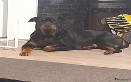 Rottweiler dogs for sale: Rottweiler  - Image 12