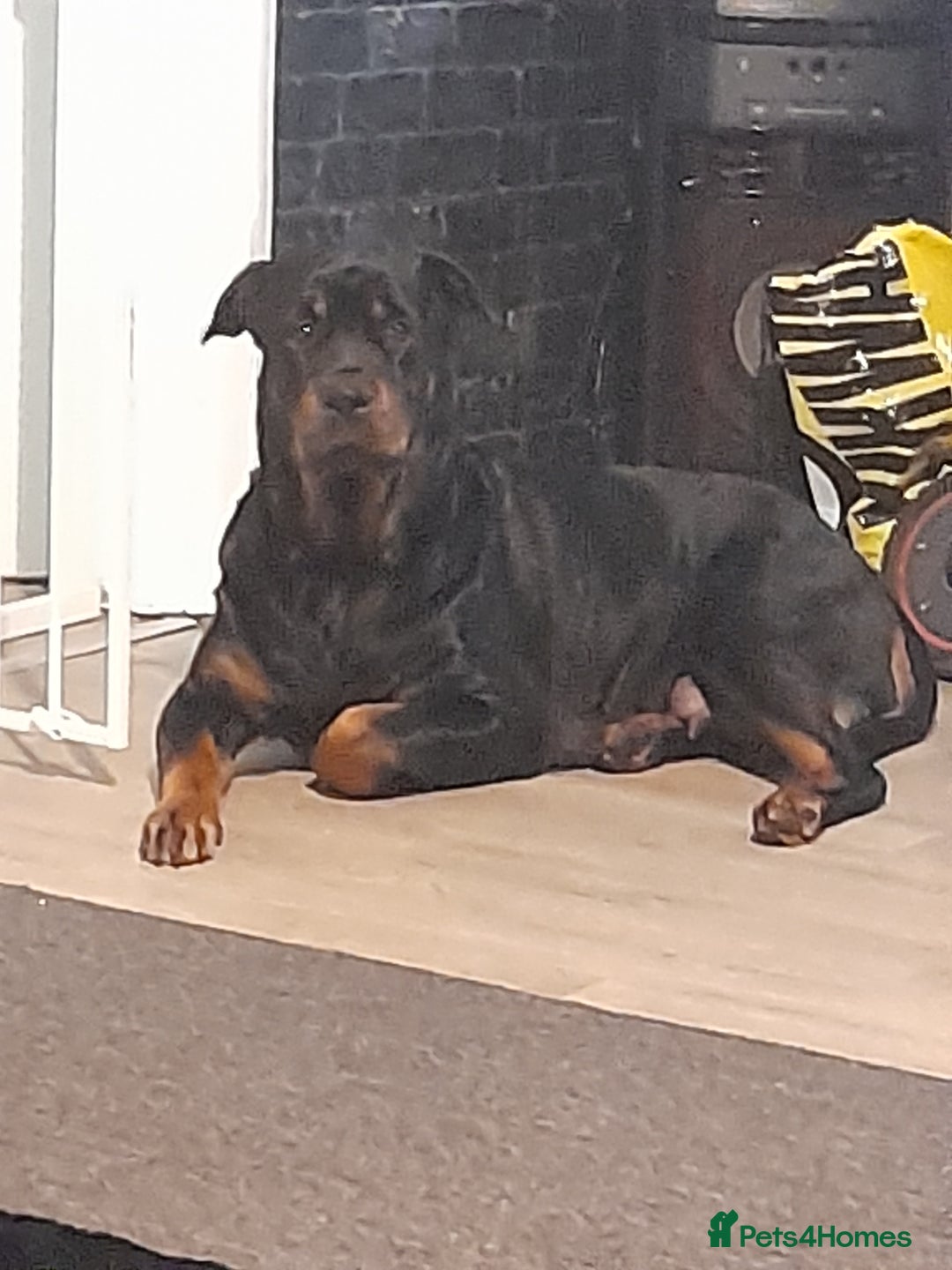 Rottweiler dogs for sale: Rottweiler  - Image 12
