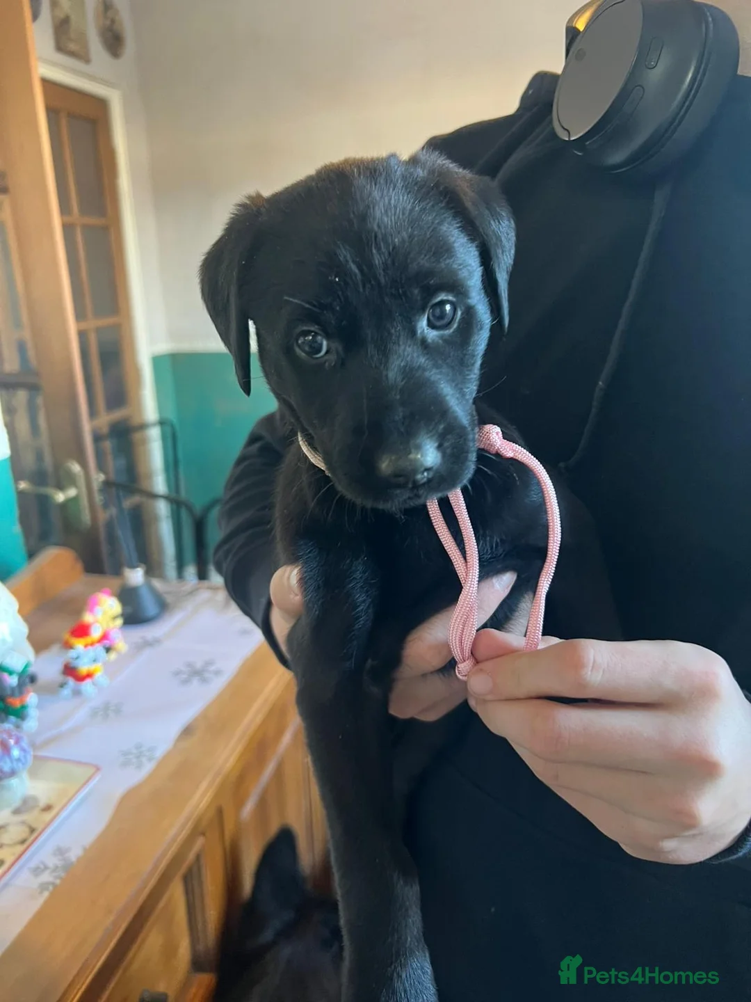 Mixed Breed dogs for sale: Labrador retriever cross - Advert 27